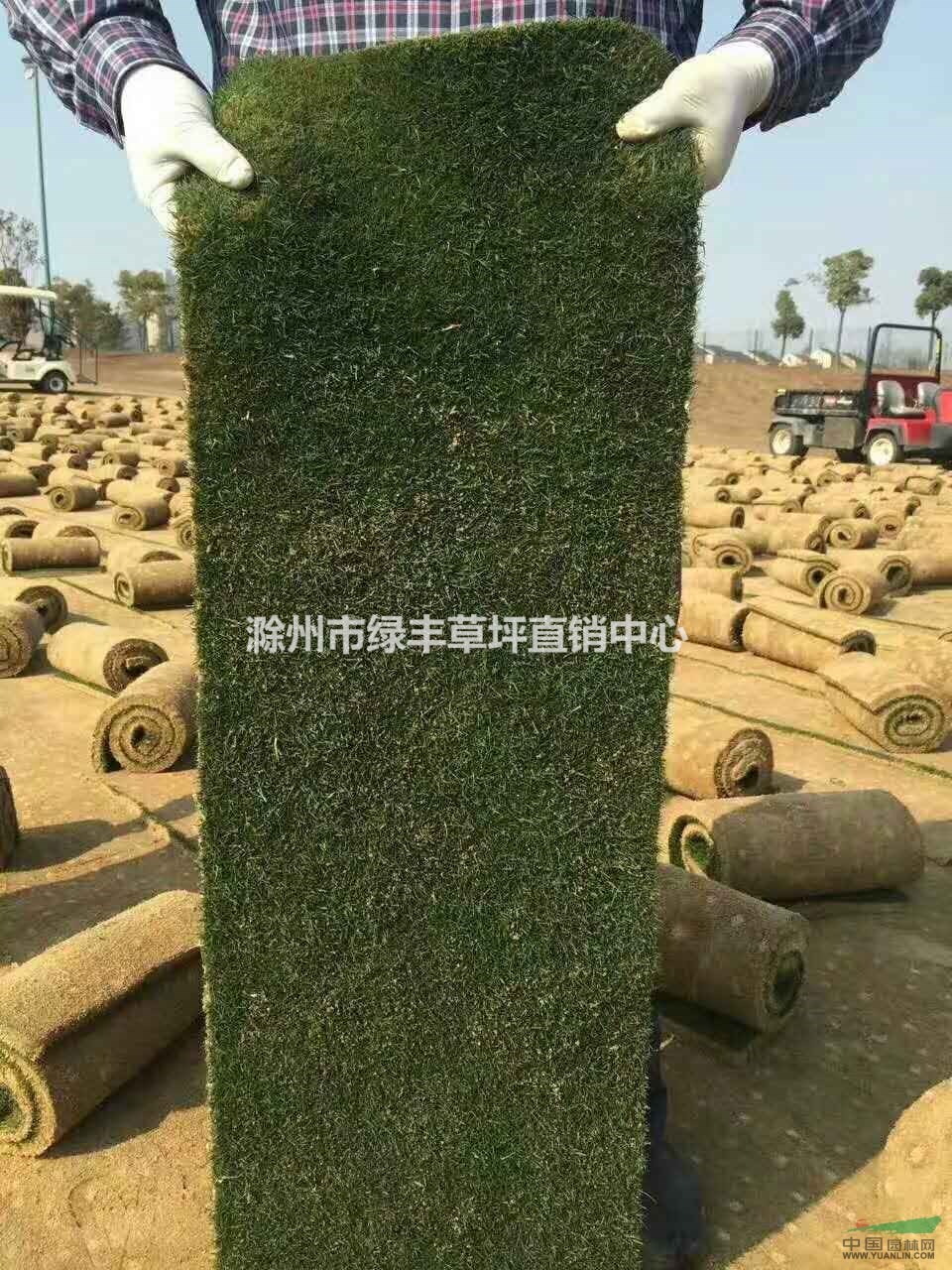 滁州馬尼拉草價格 馬尼拉草坪行情 馬尼拉草皮裝車現(xiàn)場 馬尼拉