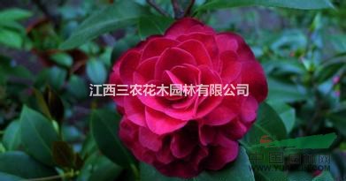 茶花小苗什么價(jià)格 金碧輝煌茶花苗多少錢一株