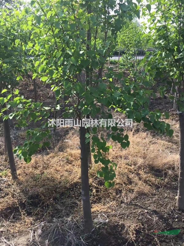 丁香 六公分
