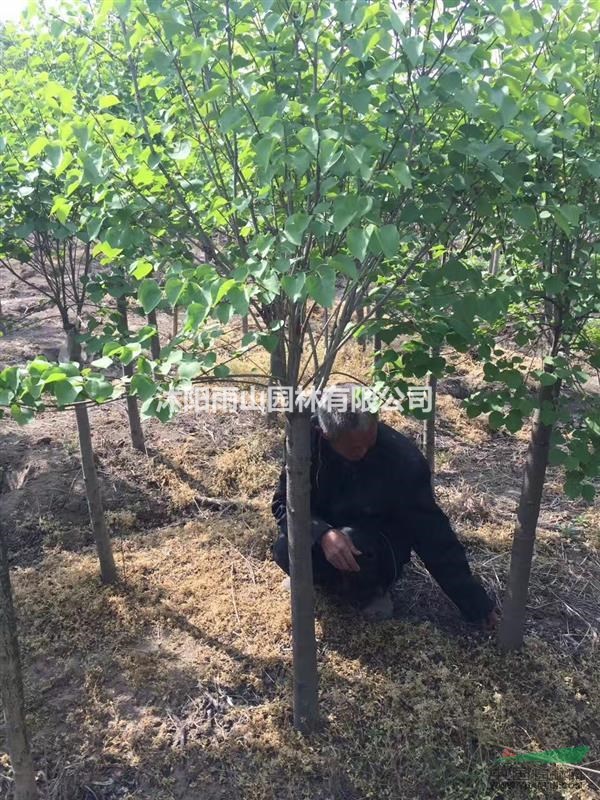 丁香 六公分