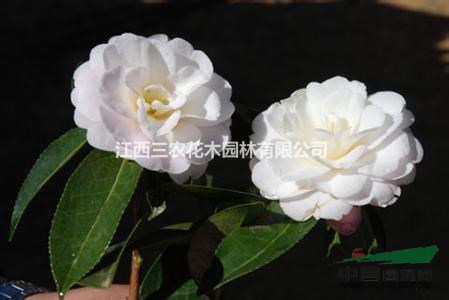 南昌茶花苗_南昌童子面茶花小苗采購價(jià)