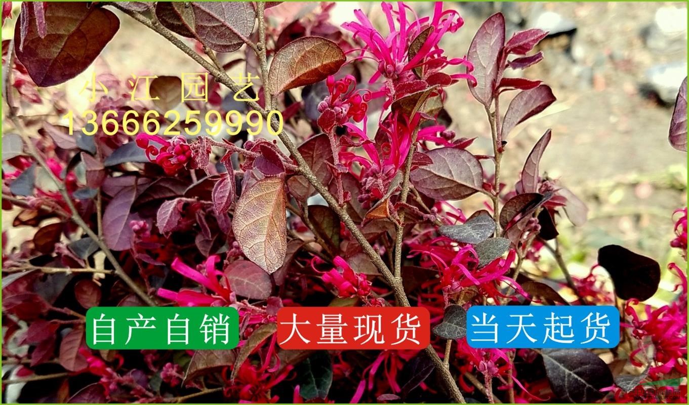 供應(yīng)紅花檵木小苗價格表紅花檵木杯苗價格表四川成都溫江園藝