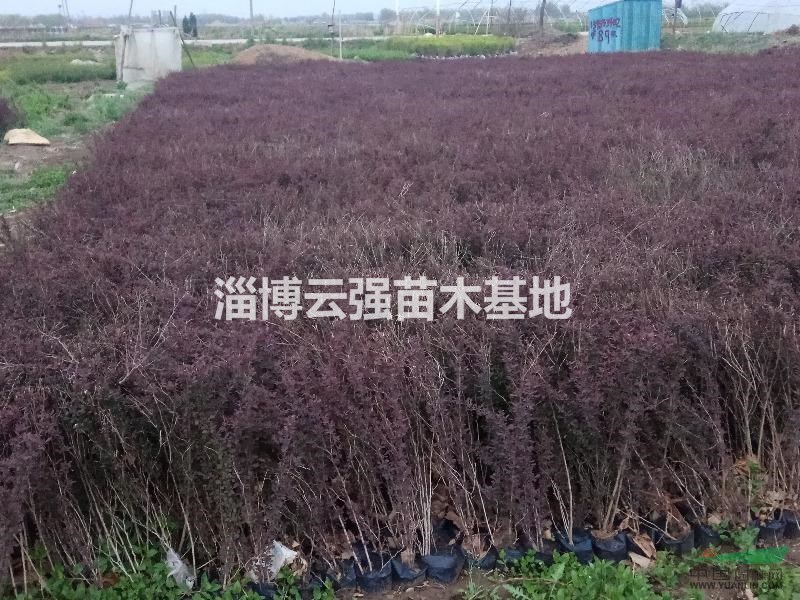 山東鄒平好生花卉一條街供應(yīng)40-60紅葉小檗