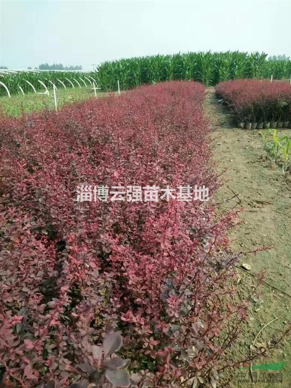 山東鄒平好生花卉一條街供應(yīng)40-60紅葉小檗