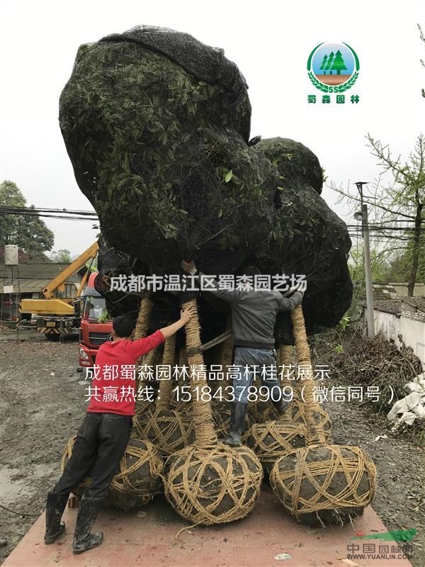 四川成都高桿桂花—四川成都高桿分枝桂花-四川成都桂花基地