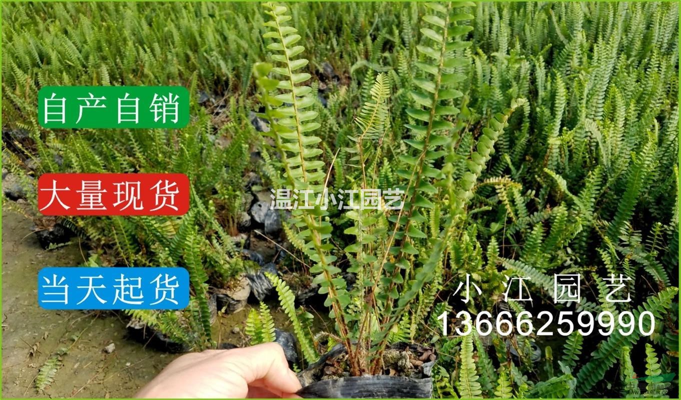 四川腎厥小苗溫江排骨草杯苗成都蜈蚣草價(jià)格苗圃供應(yīng)