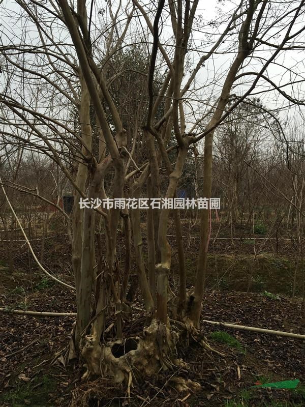 精品紫薇