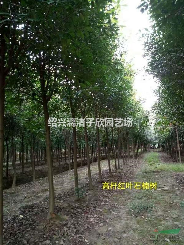 精品高杆红叶石楠 分支点1米5至2米 地径或胸径2至15公分