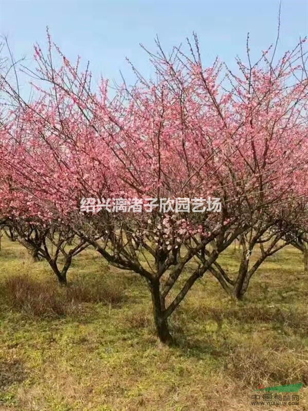 精品紅梅 地徑6到15公分