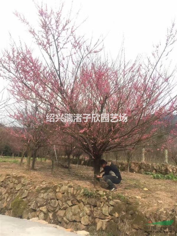 精品紅梅 地徑6到15公分