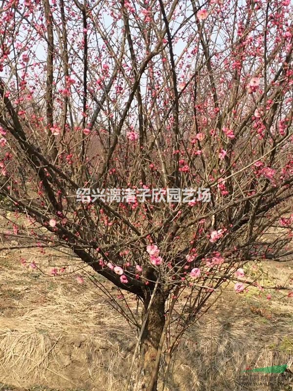 精品紅梅 地徑6到15公分