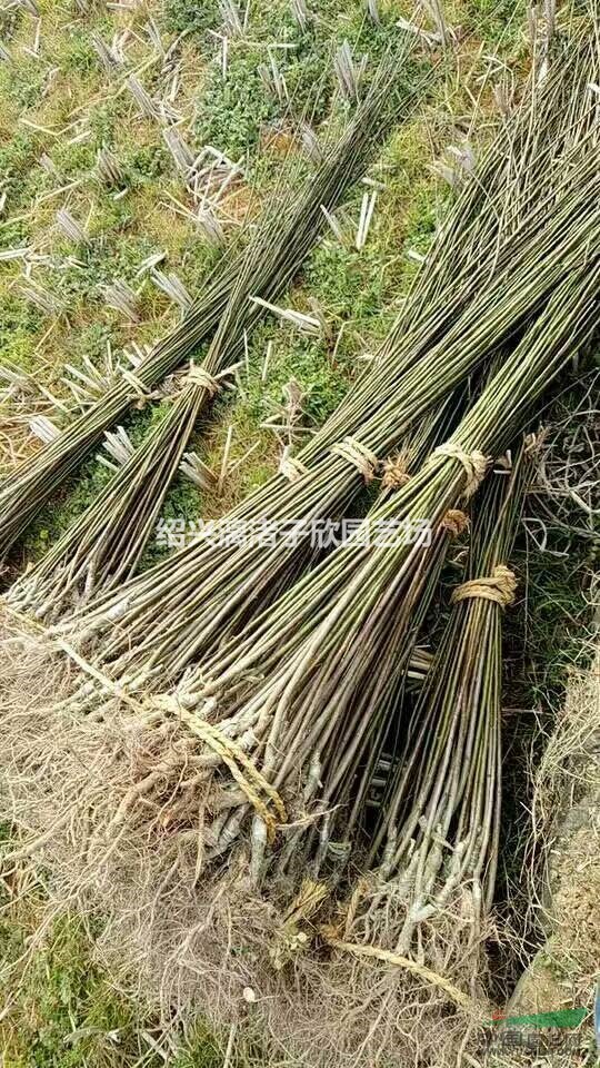 大量精品小紅梅 地徑1公分至5公分