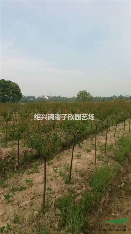 大量精品小紅梅 地徑1公分至5公分