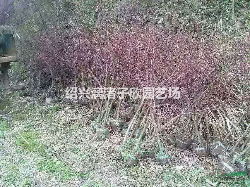 大量精品小紅梅 地徑1公分至5公分