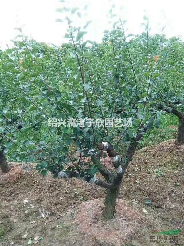 嫁接紅梅