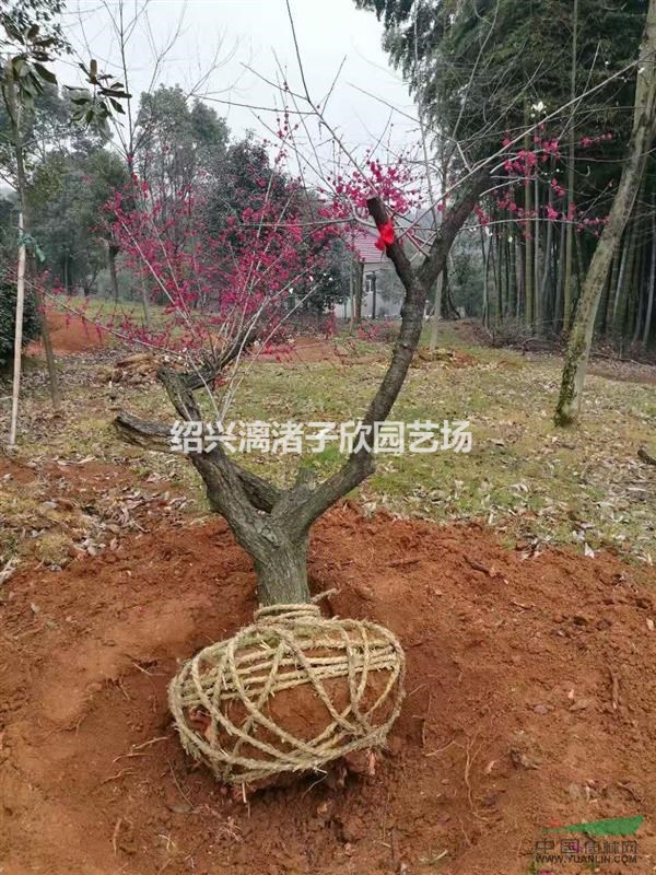 嫁接紅梅