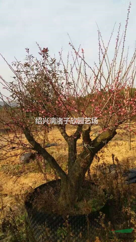 嫁接紅梅