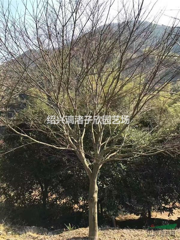 精品红枫 地径5到15公分