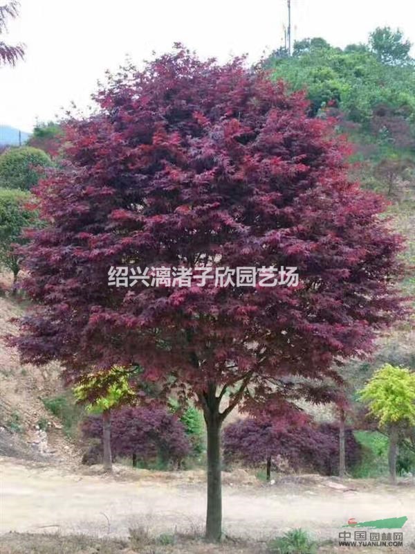 精品红枫 地径5到15公分