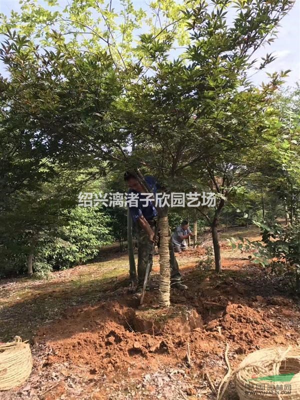 精品红枫 地径5到15公分