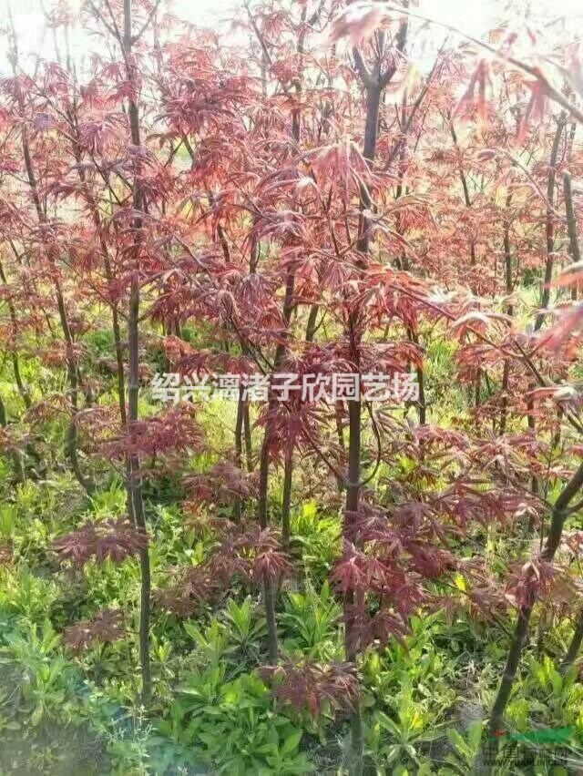 精品小红枫 1公分到4公分