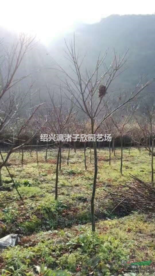精品小红枫 1公分到4公分