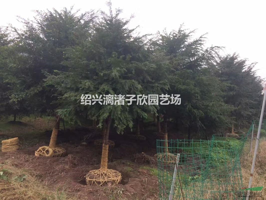 精品紅豆杉樹  5至15公分