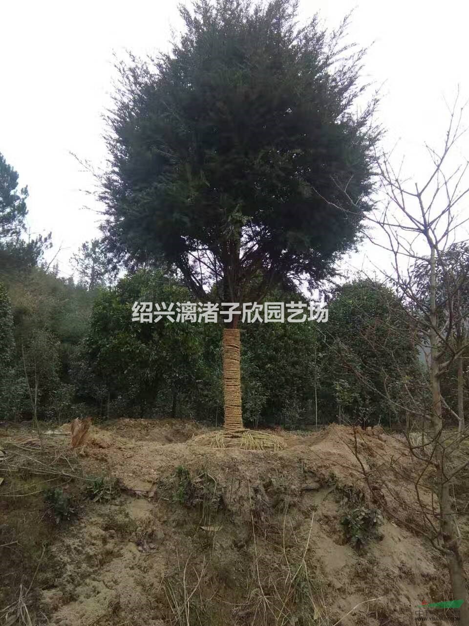 精品紅豆杉樹  5至15公分