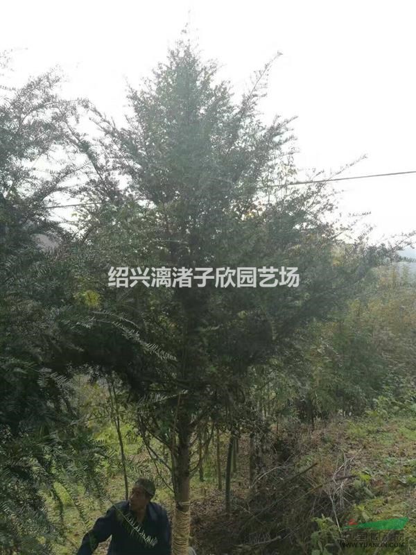 精品紅豆杉樹  5至15公分