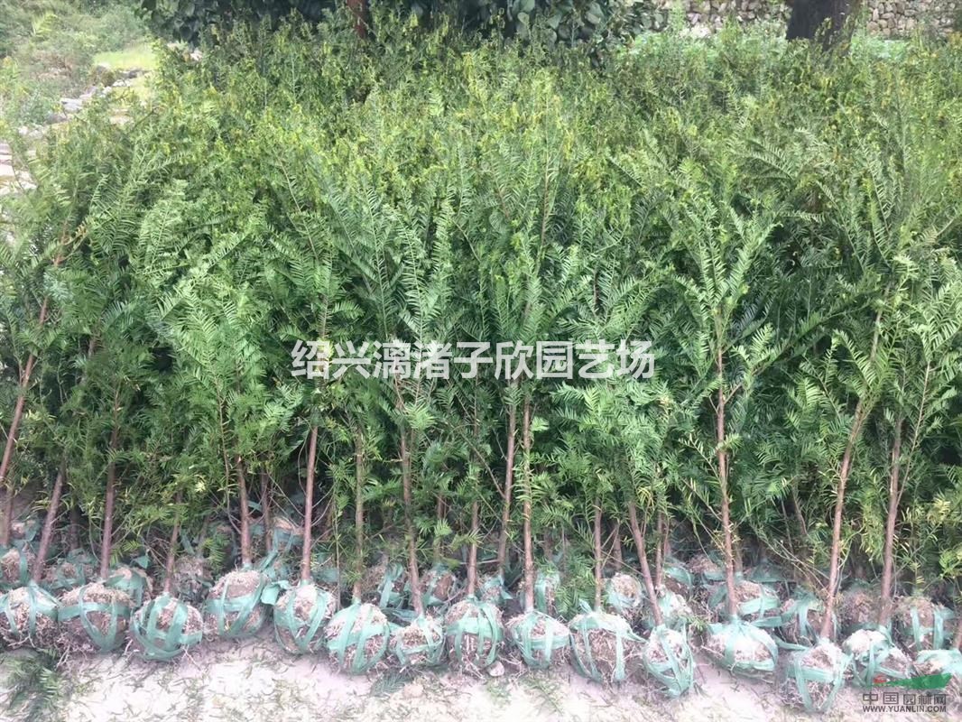 大量紅豆杉小苗   0.5公分至3公分