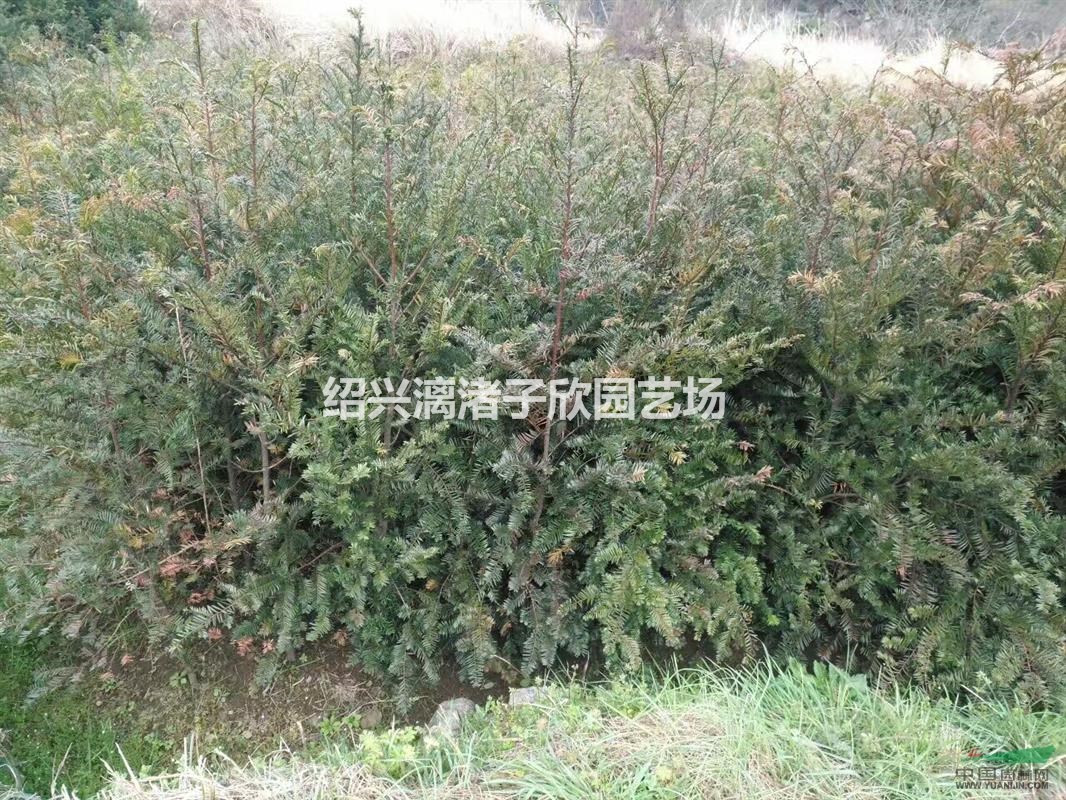 大量紅豆杉小苗   0.5公分至3公分