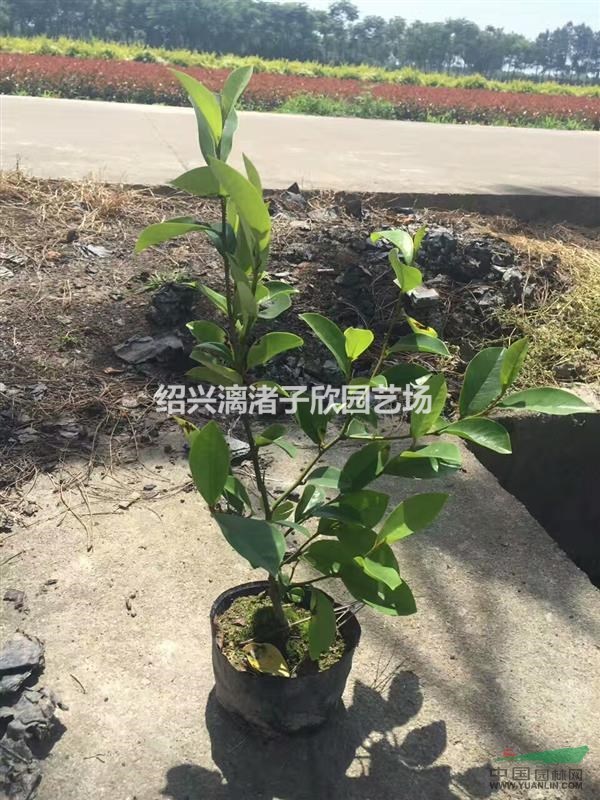 精品含笑大杯 高度40到50厘米 冠副30厘米左右