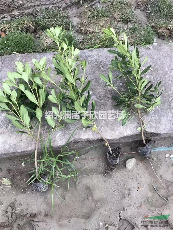 海桐小杯苗  高度30厘米至45厘米