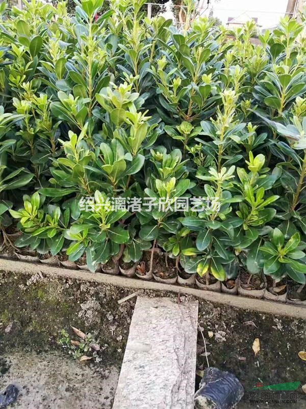 海桐小杯苗  高度30厘米至45厘米