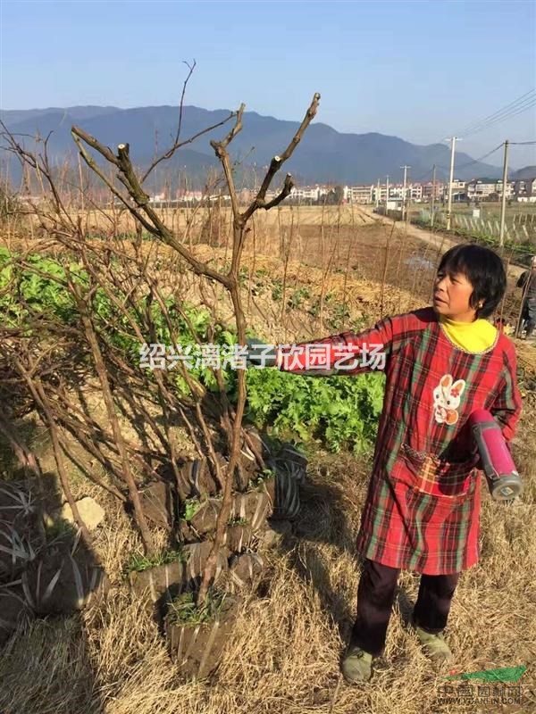 葡萄果樹苗 小苗 大苗