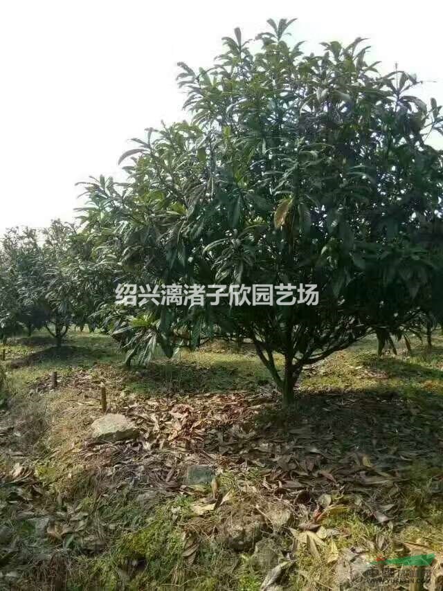 枇杷果樹苗 小苗 大苗 冠副50厘米至3.5米