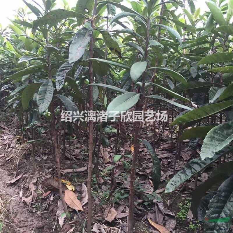 枇杷果樹苗 小苗 大苗 冠副50厘米至3.5米