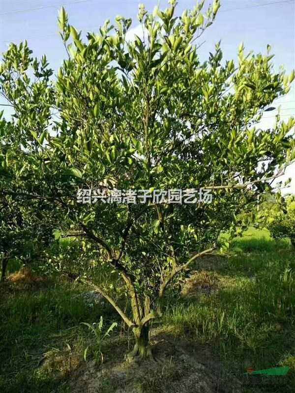 胡柚果樹苗 小苗，冠副50厘米到5米 