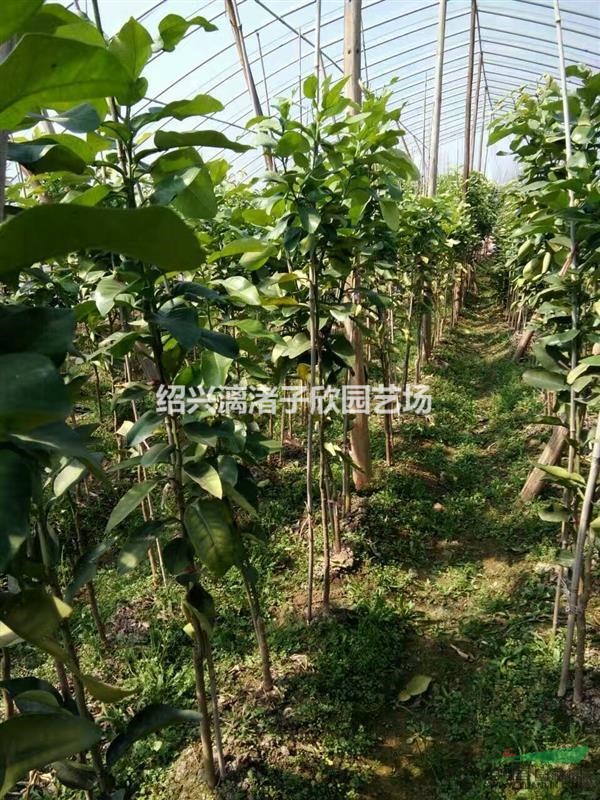 柚子 红心蜜柚果树苗 小苗 大苗