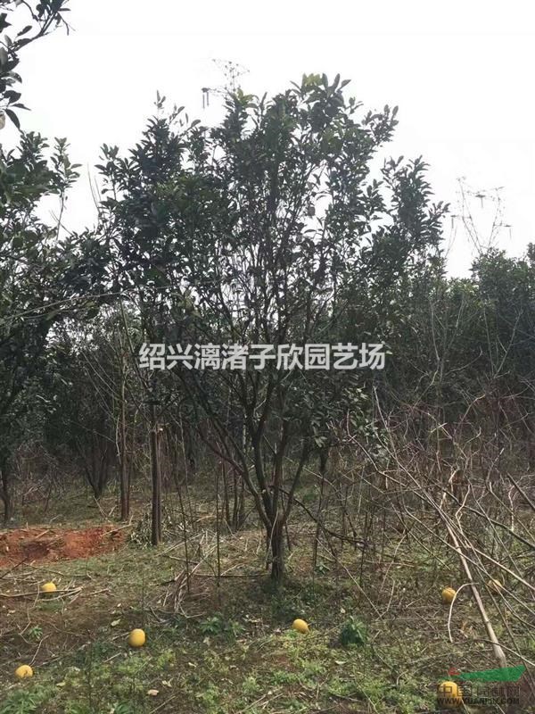 柚子 红心蜜柚果树苗 小苗 大苗