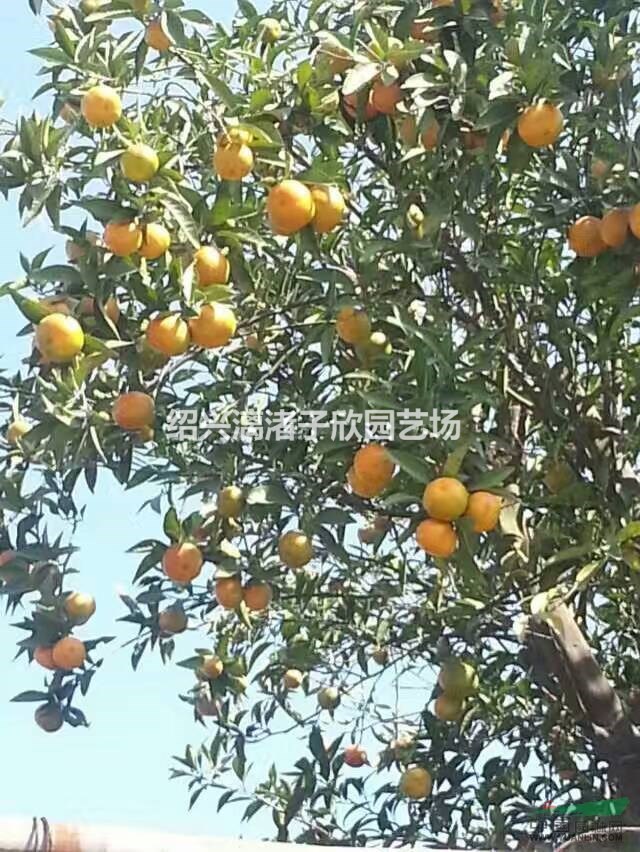 桔子 沙糖桔果樹(shù)苗 小苗 大苗