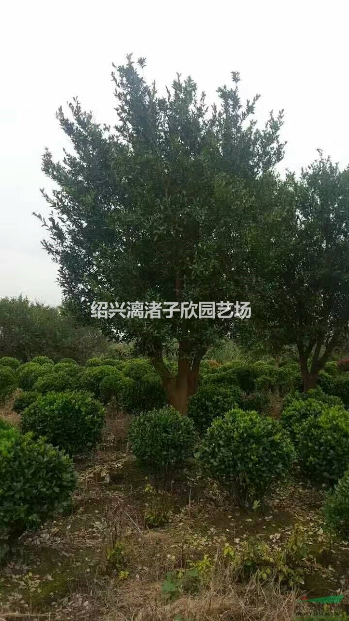 桔子 沙糖桔果樹(shù)苗 小苗 大苗