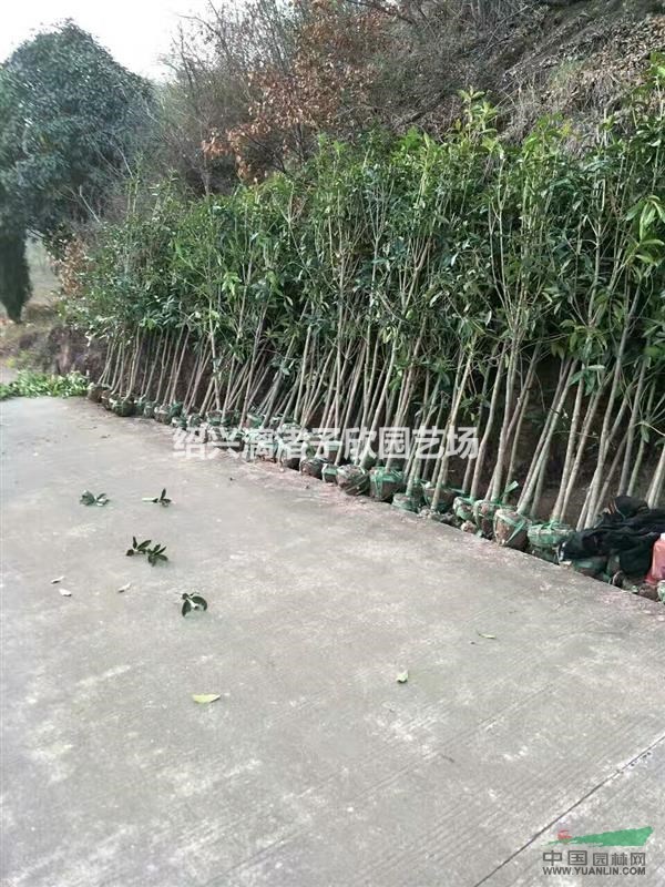 精品獨桿小桂花八月桂 地徑1公分至4公分