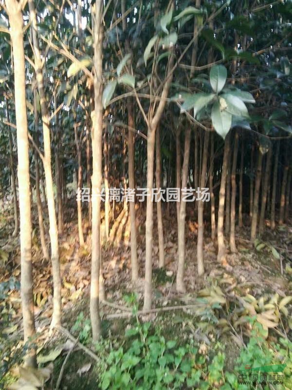 精品獨桿小桂花八月桂 地徑1公分至4公分