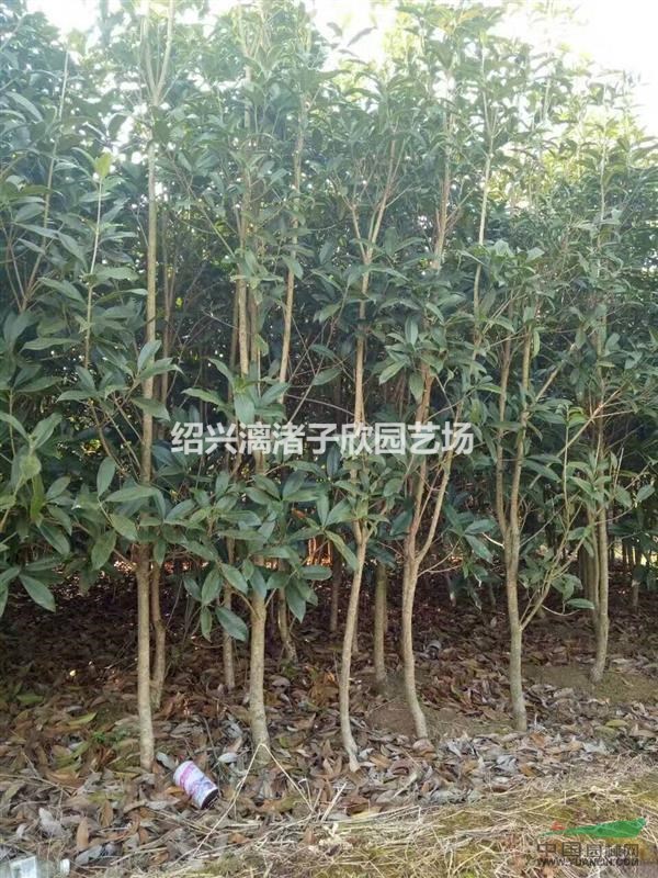 精品獨桿小桂花八月桂 地徑1公分至4公分