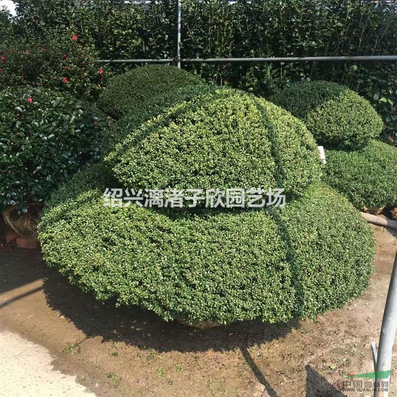 造型龟甲冬青 葫芦型