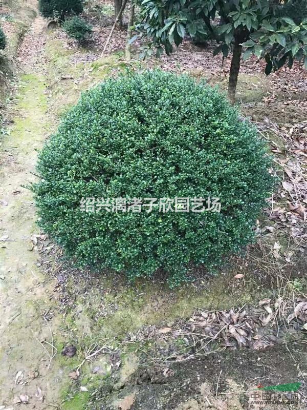 精品龜甲冬青球 冠副80厘米-1.2米