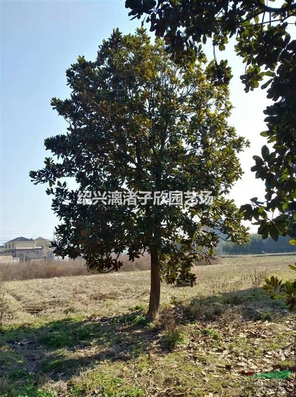 精品广玉兰 胸径8到25公分