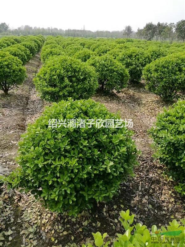 瓜子黃楊精品球  冠副80厘米到2米