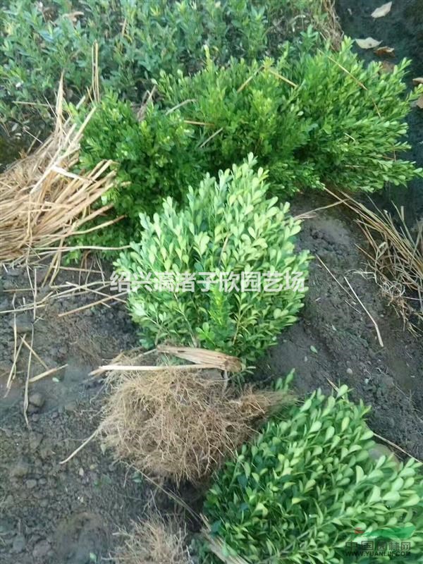 瓜子黃楊地栽小苗 高度35厘米左右